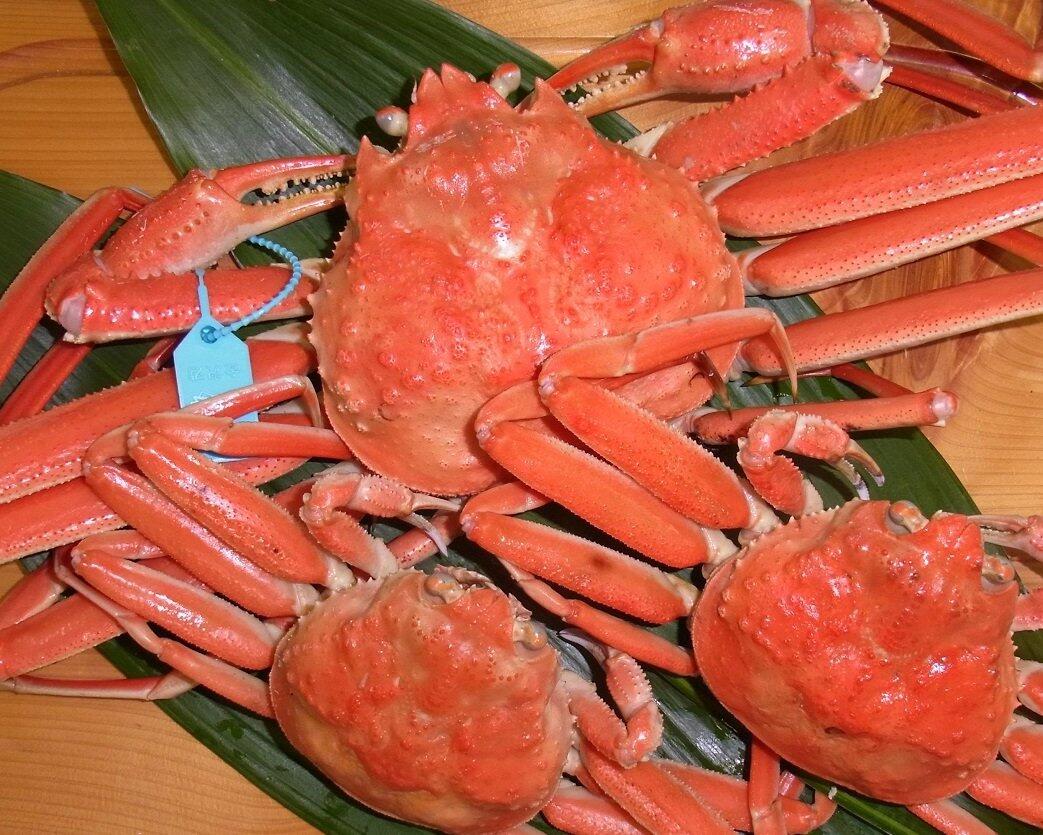 加能ガニ（石川県産ズワイガニ）